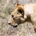 TZA SHI SerengetiNP 2016DEC25 Moru4Area 064 : 2016, 2016 - African Adventures, Africa, Date, December, Eastern, Month, Moru 4 Area, Places, Serengeti National Park, Shinyanga, Tanzania, Trips, Year